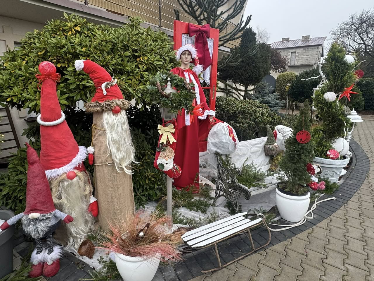 Zapraszamy po żywe choinki!